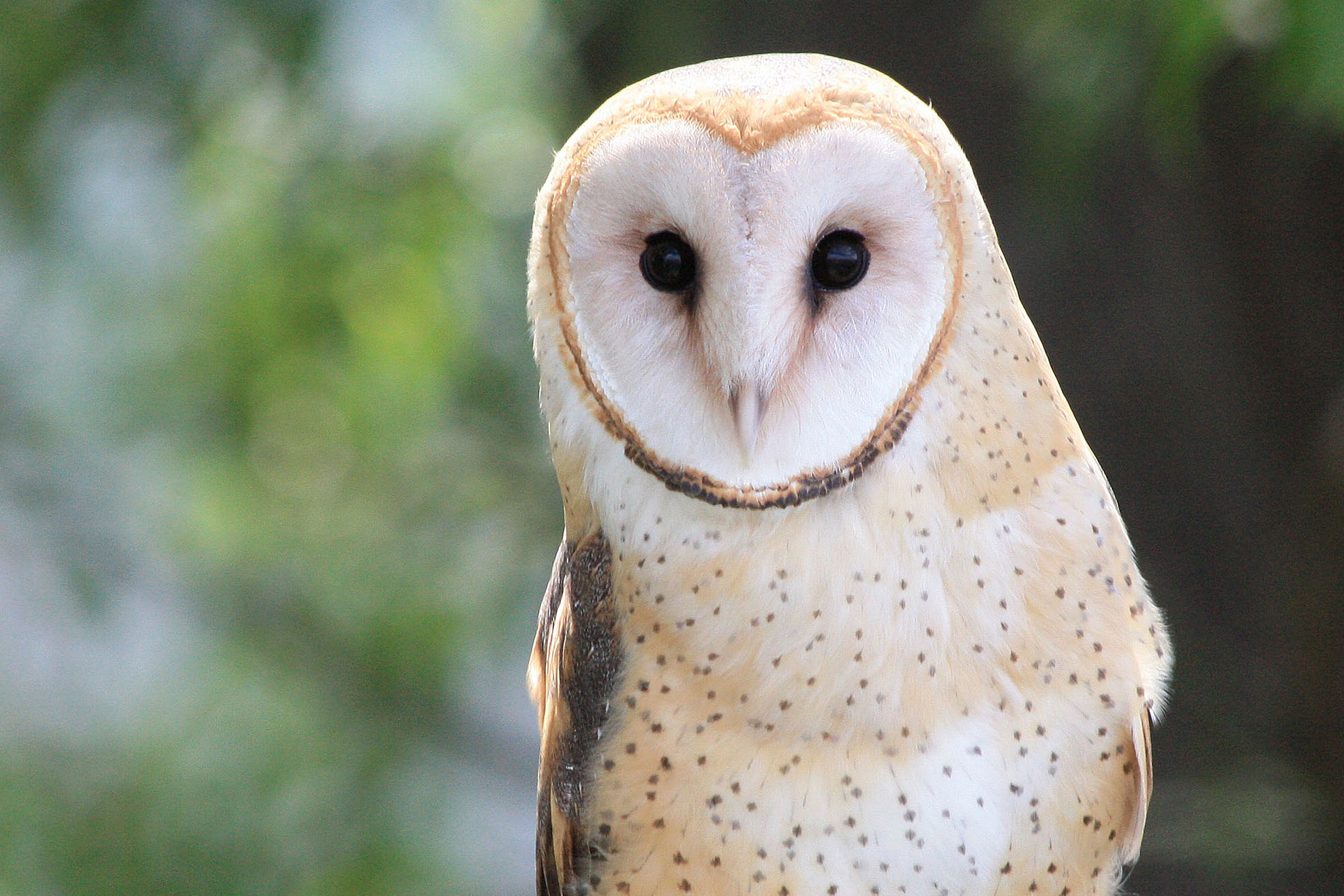 Would you pay 1% more for wildlife?