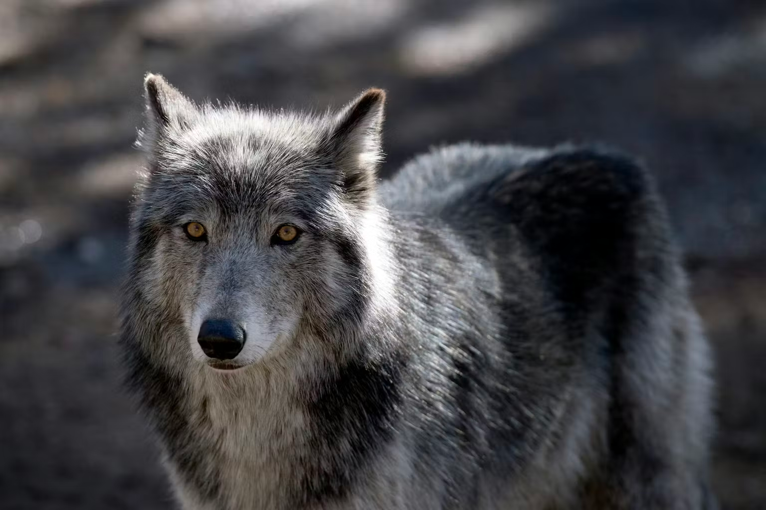 Americans generally like wolves − except when reminded of politics
