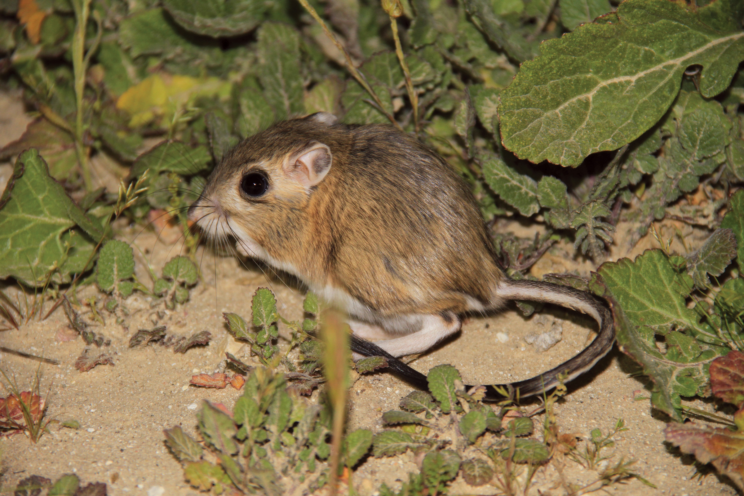 Where giant kangaroo rats — and other critters — thrive