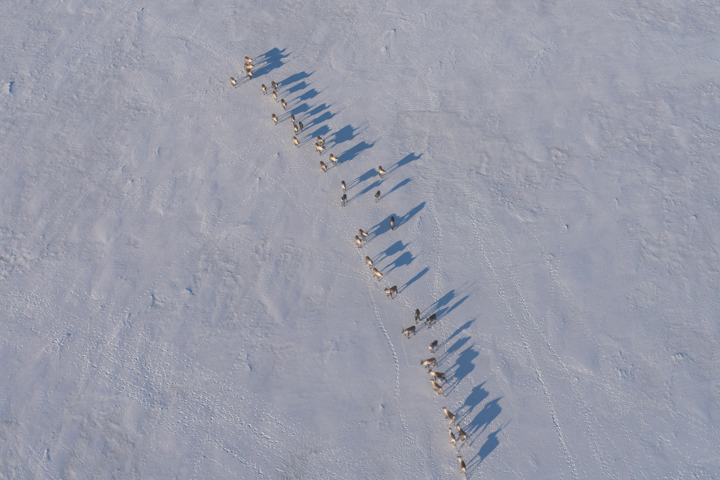 As a caribou herd crashed, wildlife managers turned to killing predators