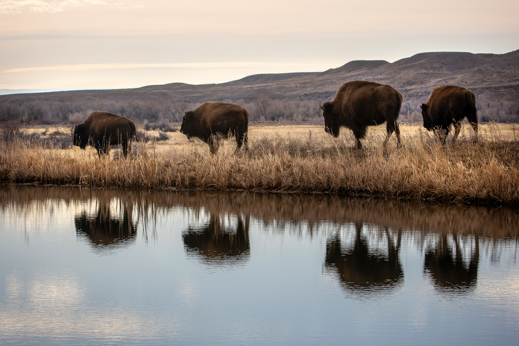The Trump administration sent Greater Yellowstone into chaos. What’s next?