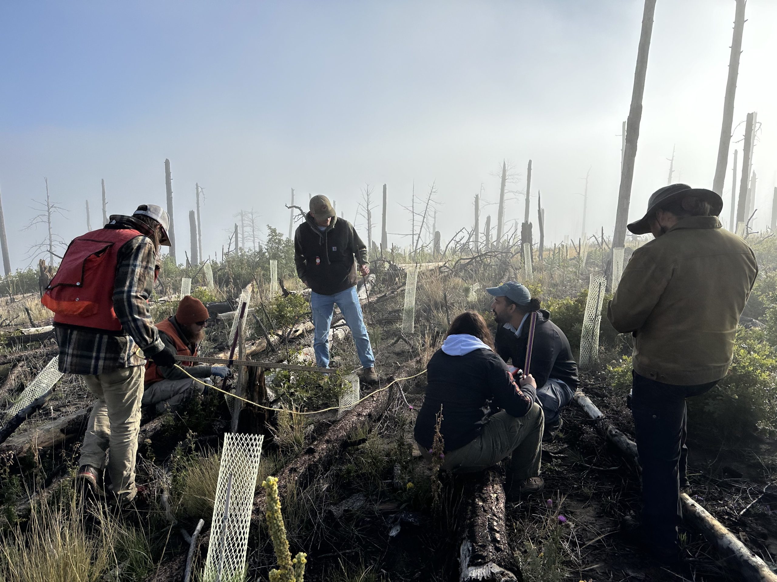 How New Mexico is ‘building a forest’ by solving a seedling shortage