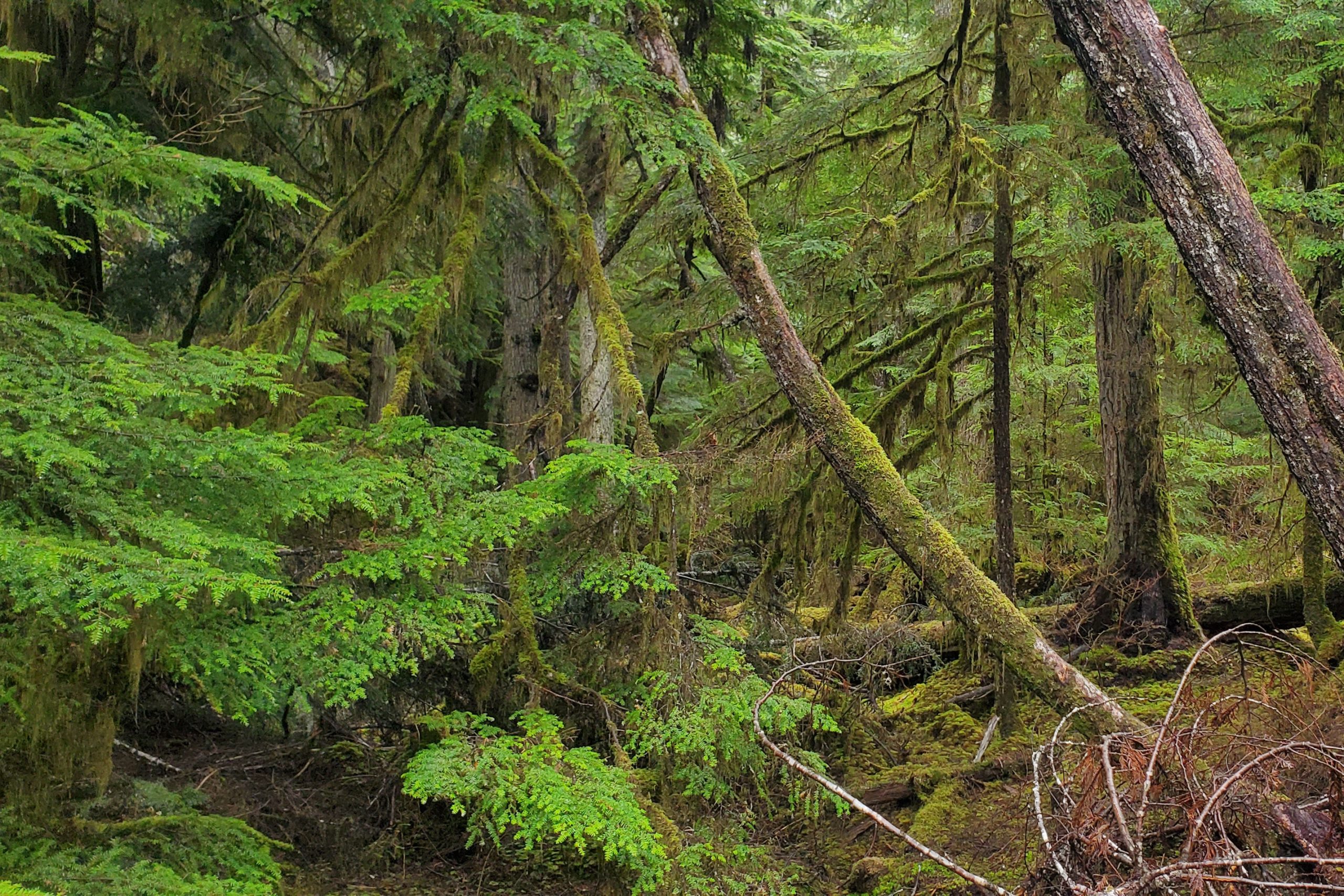 A new era of industrial logging looms