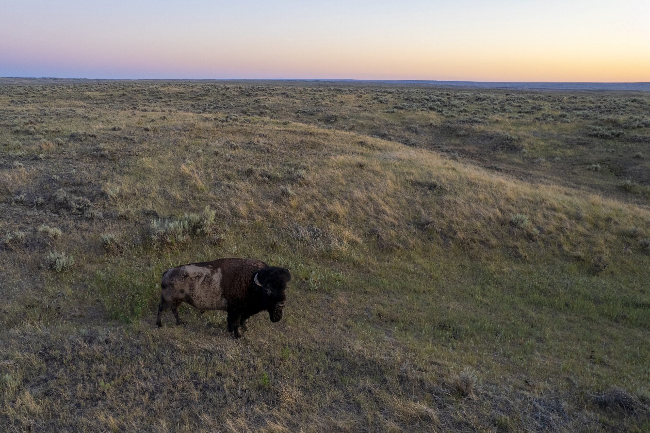 A top Interior official's former ranching clients wanted bison off public land. The Interior Secretary helped make it happen. - High Country News
