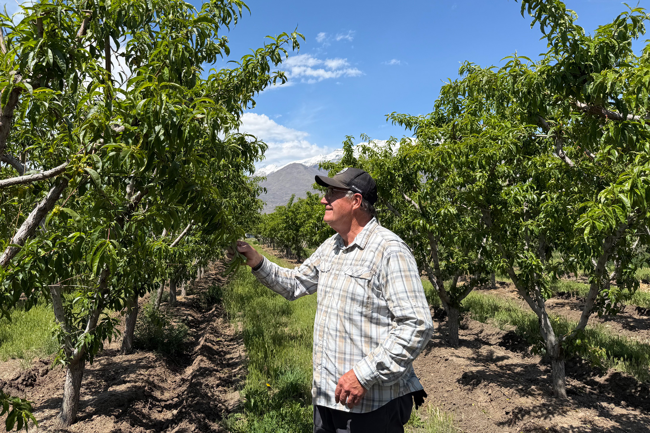 If you can’t find a Utah peach this year, climate change may be to blame