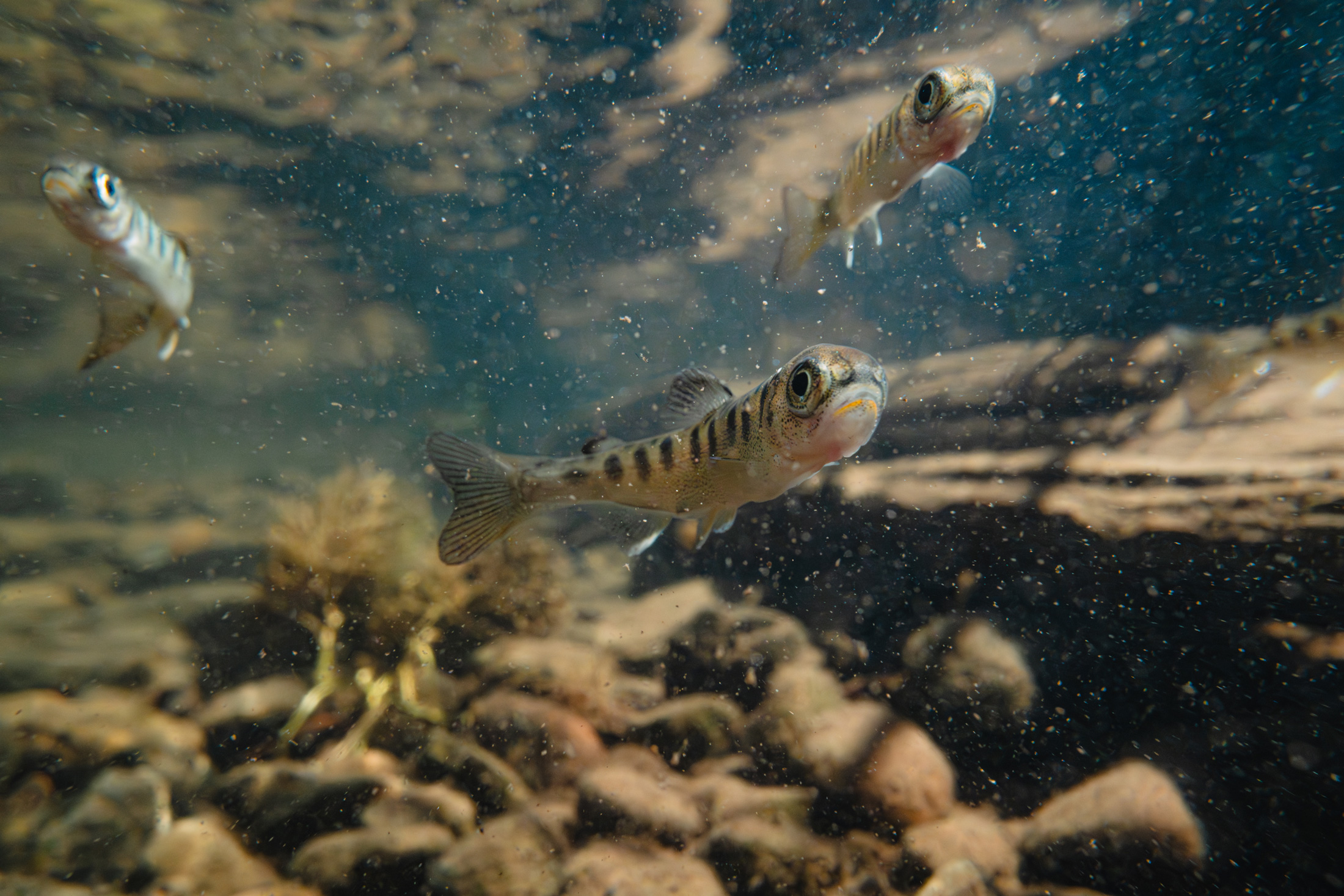 The Klamath Tribes couldn’t get federal dollars for salmon. Then the Yurok stepped in
