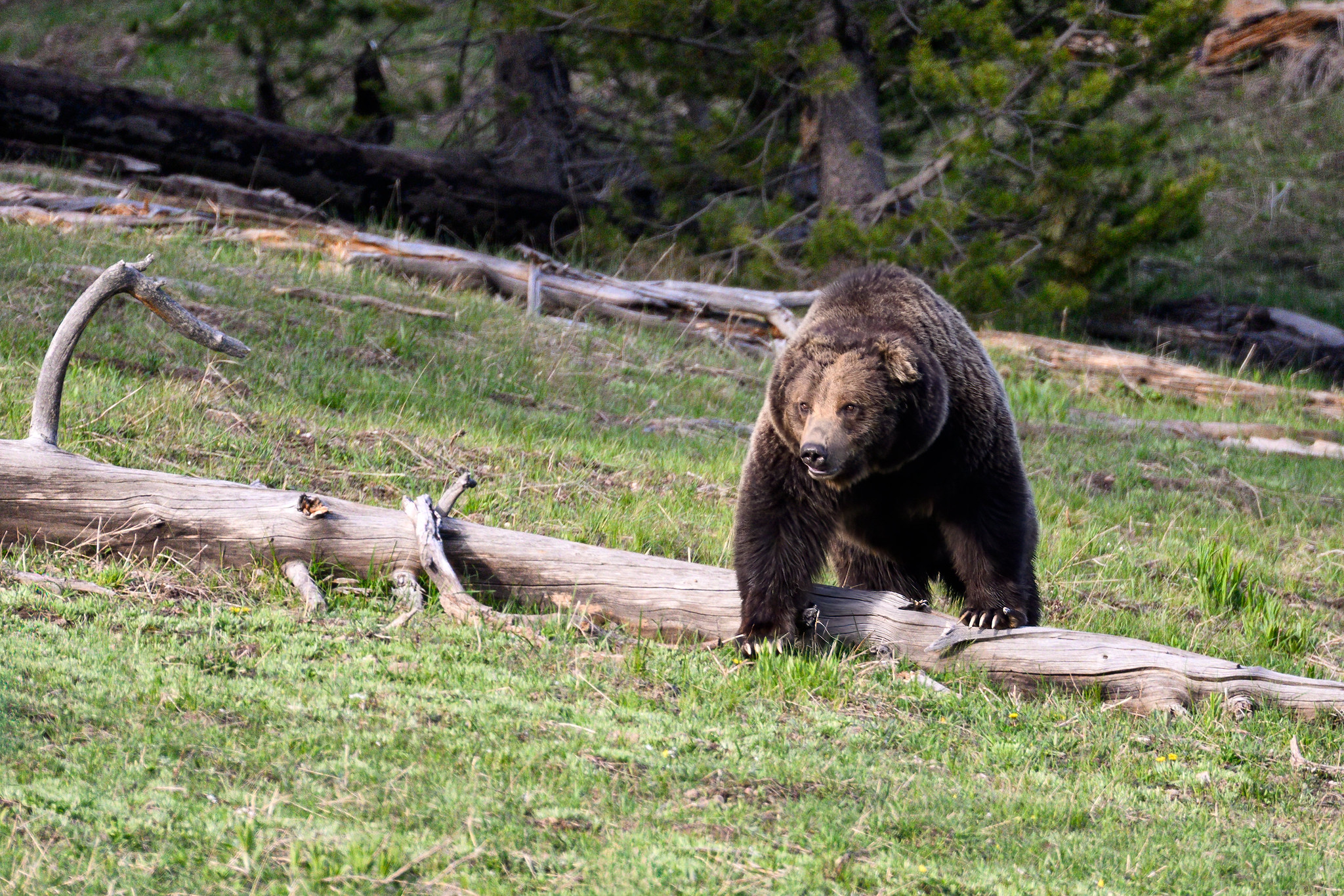 Feds transfer grizzly bear management to states