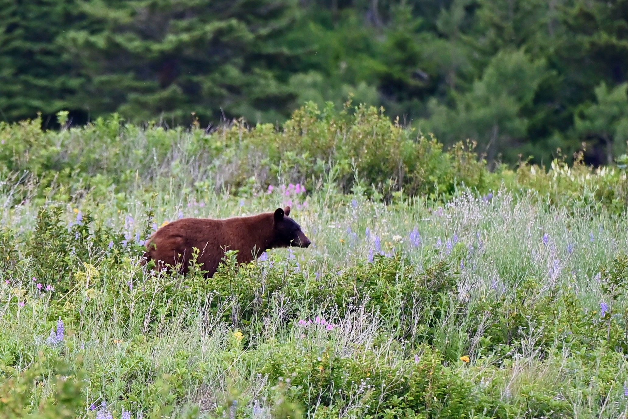Does your dog make you safer in bear country?
