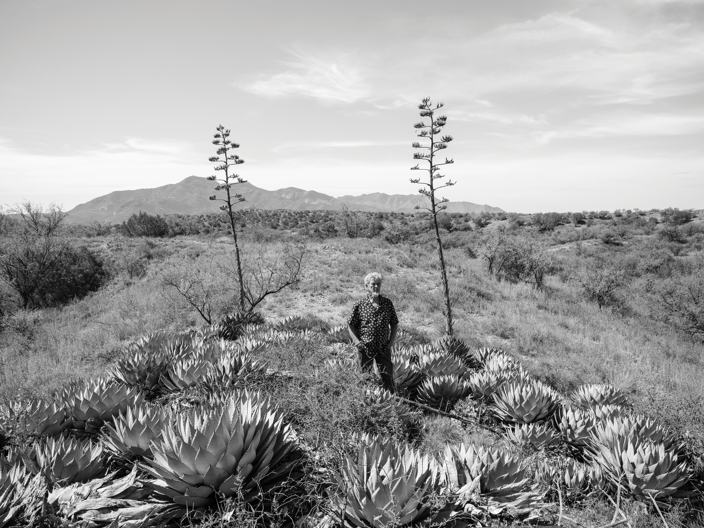 On the road with a desert sage