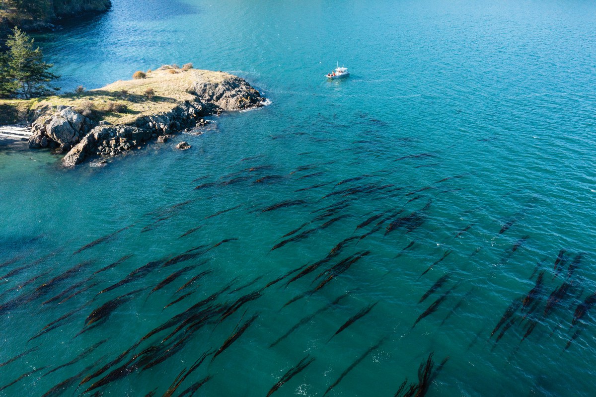 Bull kelp in the Salish Sea off of the south coast of Lopez Island, Washington.